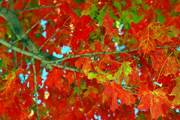 Folhas Outono Coloridas Quebec Canadá — Fotografia de Stock