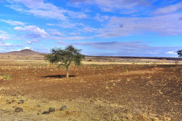 俯瞰肯尼亚的非洲平原 安博塞利自然公园 — 图库照片