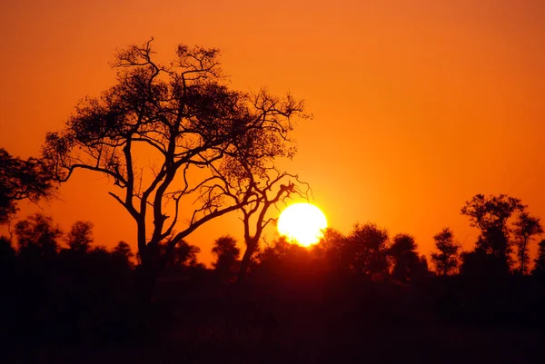 Puesta Sol Parque Kruger Sudáfrica —  Fotos de Stock