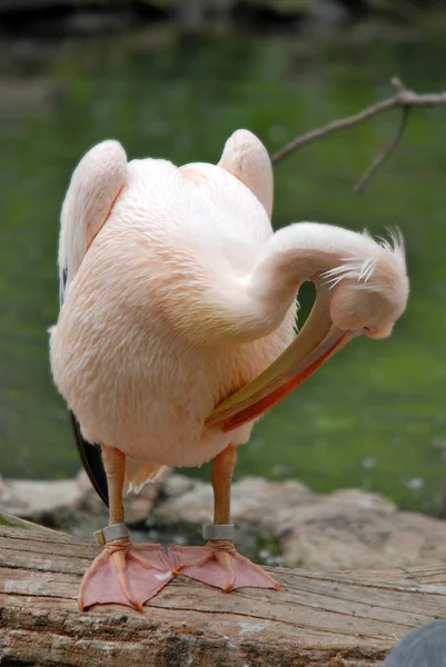 Pelikaner Stora Vattenfåglar Karaktäriseras Lång Näbb Och Stor Halspåse Som — Stockfoto