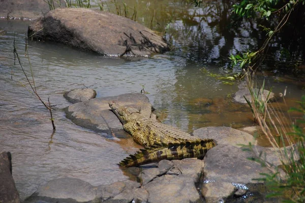 Πάρκο Hluhluwe Imfolozi Κροκόδειλος Του Νείλου Είναι Ένας Αφρικανικός Κροκόδειλος — Φωτογραφία Αρχείου