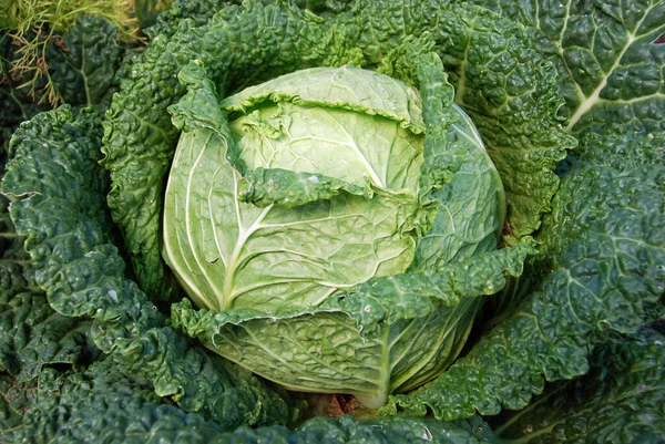 Zelí Hlávkové Odrůda Rostlinného Druhu Brassica Oleracea Savojské Zelí Zimní — Stock fotografie