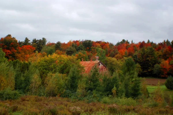 Ciel Nuageux Pluvieux Arbres Automne Flore Automne — Photo