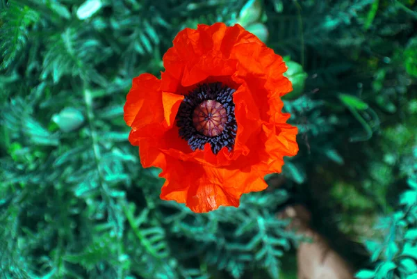 Flower Vancouver Garden Canada — Stock Photo, Image