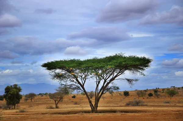 Uma Vista Sobre Uma Planície Africana Quénia Parque Natural Amboseli — Fotografia de Stock