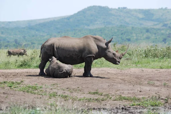 Mother Calf Rhinoceros Hluhluwe Imfolosi Park Νότια Αφρική — Φωτογραφία Αρχείου