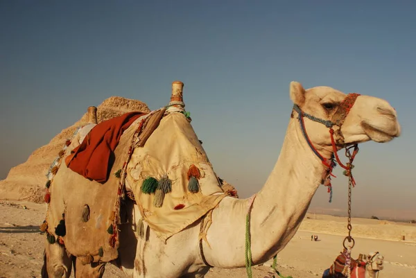 Saqarah埃及沙漠中的贝都因骆驼 — 图库照片