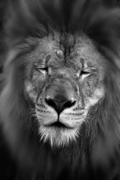 Leeuw Een Van Vier Grote Katten Uit Het Geslacht Panthera — Stockfoto