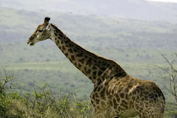 Hluhwe Imfolozi Park南アフリカキリン Giraffa Camelopardalis アフリカで最も高く 現存するすべての陸上動物種の中で最も高く 最大のラミナントです — ストック写真