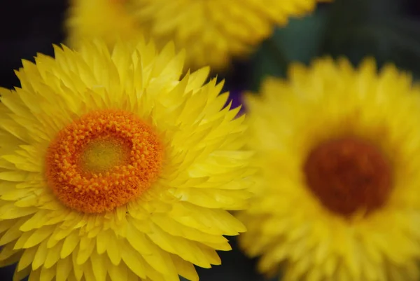 Xerochrysum Bracteatum Широко Известный Золотой Вечный Земляной Цветок Является Цветущим — стоковое фото