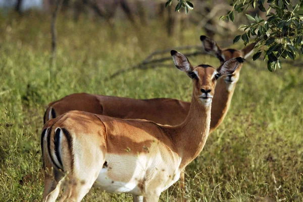 Impalas Στο Hluhluwe Imfolosi Park Νότια Αφρική — Φωτογραφία Αρχείου