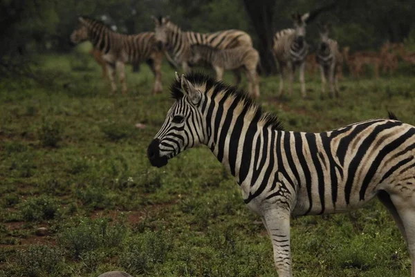 Hluhluwe Imfolozi Park Південна Африка Burchell Zebra Equus Quagga Burchellii — стокове фото