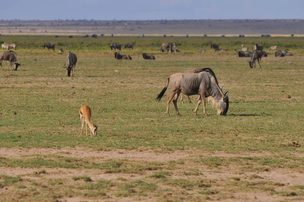 西班牙语 Wildebeest 复数为Wildebeest Wildebeests或Wildebai 也被称为 小羚羊 Gnu 是秃鹫属的羚羊 它是一种有蹄 不咽喉 — 图库照片