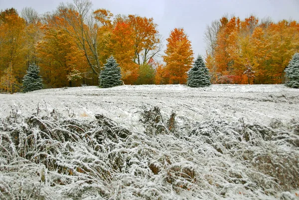 Paisaje Otoño Tardío Con Árboles Colosales Nieve —  Fotos de Stock