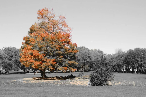 Schöne Herbstlandschaft Mit Bäumen Und Blättern — Stockfoto