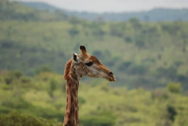 Hluhluwe Imfolozi Park Südafrika Die Giraffe Giraffa Camelopardalis Ist Ein — Stockfoto