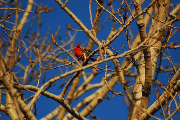 Pájaro Rama Árbol Bosque — Foto de Stock