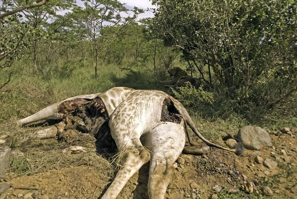 Savanada yerde yatan ölü zürafa.