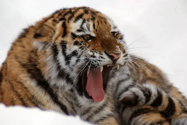Tiger Panthera Tigris Largest Cat Species Third Largest Land Carnivore — Stock Photo, Image
