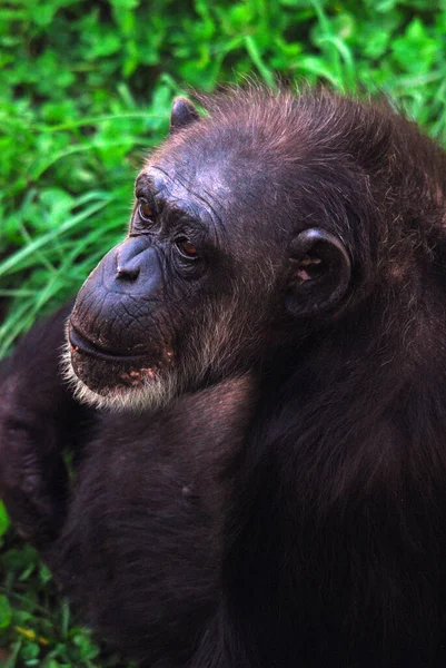 Csimpánzok Vagy Csimpánzok Pan Nemzetségbe Tartozó Nagy Majmok Fajai Amelyek — Stock Fotó