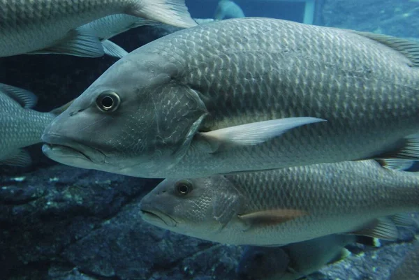 Peixes Nadando Fundo Subaquático — Fotografia de Stock