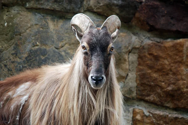 Tahrs São Uma Espécie Grandes Ungulados Artiodactyl Asiático Relacionados Com — Fotografia de Stock