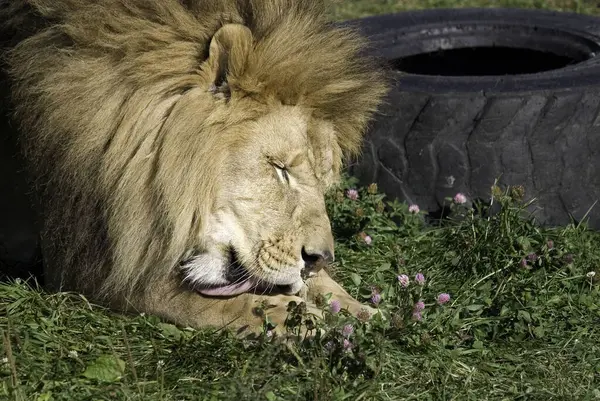 Leão Dos Quatro Grandes Felinos Gênero Panthera Membro Família Felidae — Fotografia de Stock