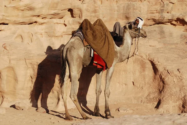 Petra Jordão Nov Passeio Camelo Não Identificado Novembro 2009 Petra — Fotografia de Stock