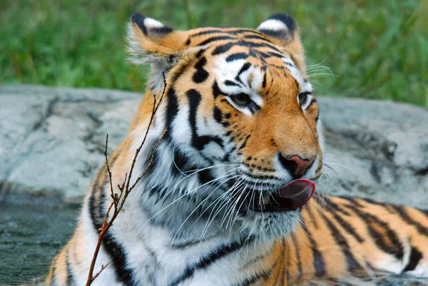 Tijgertiran Panthera Tigris Een Zangvogel Uit Familie Felidae Tirannen Tijger — Stockfoto