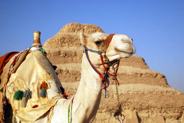 Saqqarah Egito Bedouin Camelo Deserto — Fotografia de Stock