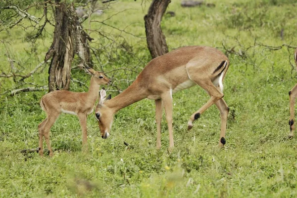 Hluhluwe Imfolozi Park South África Impala Aepyceros Melampus Antílope Tamanho — Fotografia de Stock