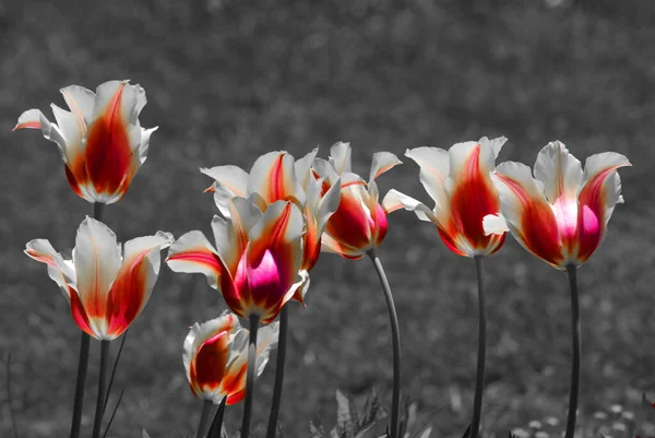 Tulpaner Flerårig Lökig Växt Med Prunkande Blommor Släktet Tulipa Varav — Stockfoto