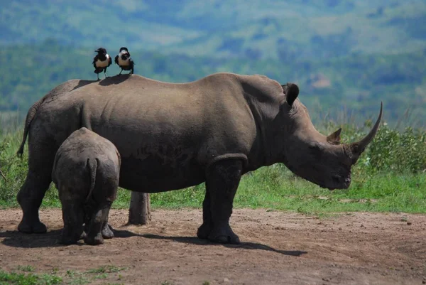 Носорог Теленок Парке Глухлуве Имфолози Юар — стоковое фото