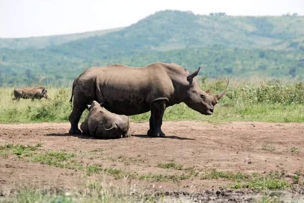 Rinoceronte Mãe Bezerro Hluhluwe Imfolosi Park África Sul — Fotografia de Stock