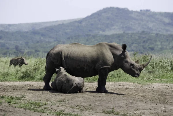 Rinoceronte Hluhluwe Imfolosi Park África Sul — Fotografia de Stock