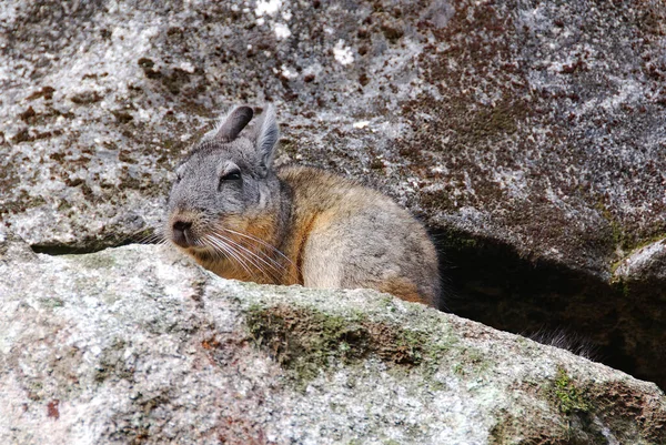 Chinchillas Sind Schleichende Nagetiere Etwas Größer Und Robuster Als Erdhörnchen — Stockfoto