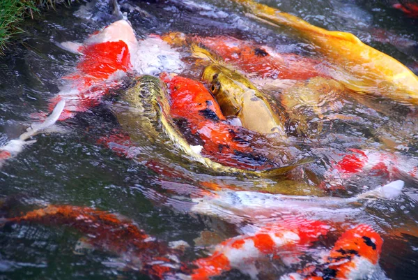Peixes Koi São Variedades Coloridas Carpa Amur Cyprinus Rubrofuscus Que — Fotografia de Stock