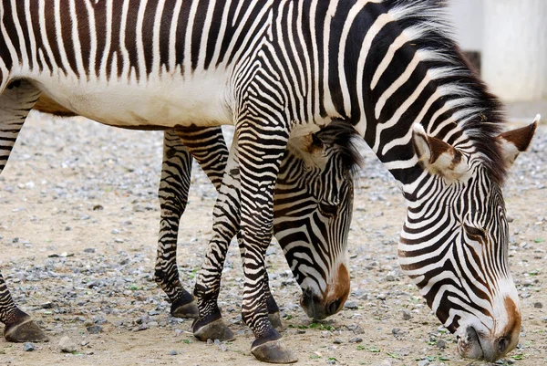 Zebras 是非洲的几种马科动物 它们因其独特的黑白相间的条纹而结合在一起 — 图库照片