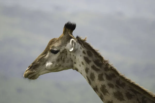Giraffen Giraffa Camelopardalis Ett Afrikanskt Hov Och Klövdjur Det Högsta — Stockfoto