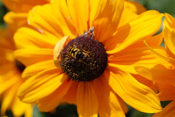 Κίτρινο Λουλούδι Μέλισσα Από Κοντά — Φωτογραφία Αρχείου