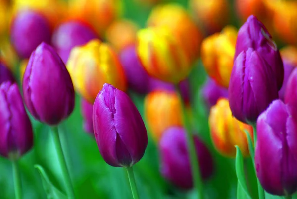 Tulips Whistler Garden — Stock Photo, Image