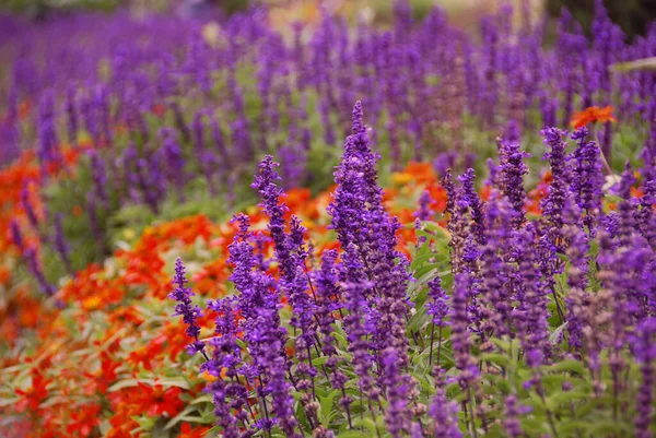 Vahşi renkli çiçeklerle dolu bir tarla