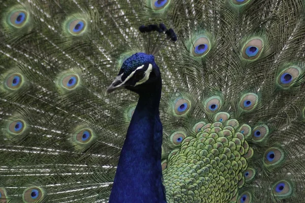 The peafowl include two Asiatic bird species the blue or Indian peafowl originally of India and Sri Lanka and the green peafowl of Myanmar, Indochina and Java and one African species the Congo peafowl