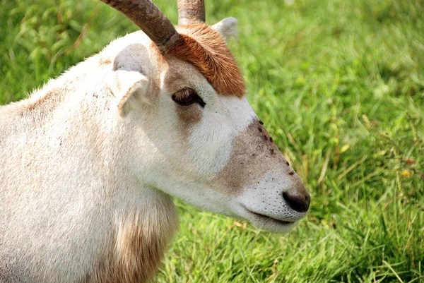 Addax Addax Nasomaculatus Även Känd Som Den Vita Antilopen Och — Stockfoto