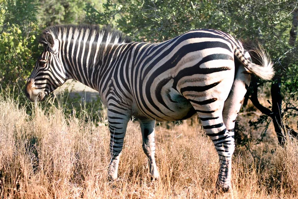 Zebra Kruger Park África Sul — Fotografia de Stock