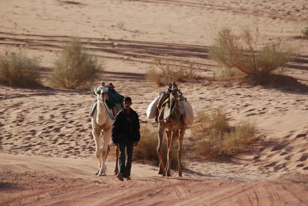 Niño Caminar Con Camellos Desierto — Foto de Stock