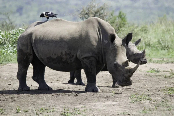 Rhinocéros Hluhluwe Imfolosi Park Afrique Sud — Photo