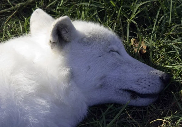 Arctic Wolf 화이트 Polar White Wolf 백상아리 Canidae 포유류 늑대의 — 스톡 사진