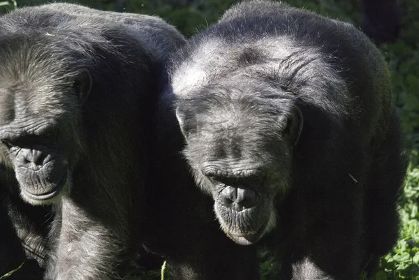 Gorilla Neri Nella Foresta Della Giungla — Foto Stock