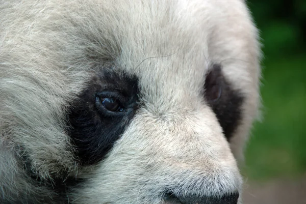 Den Gigantiska Pandan Ailuropoda Melanoleuca Bokstavligen Svart Och Vit Katt — Stockfoto
